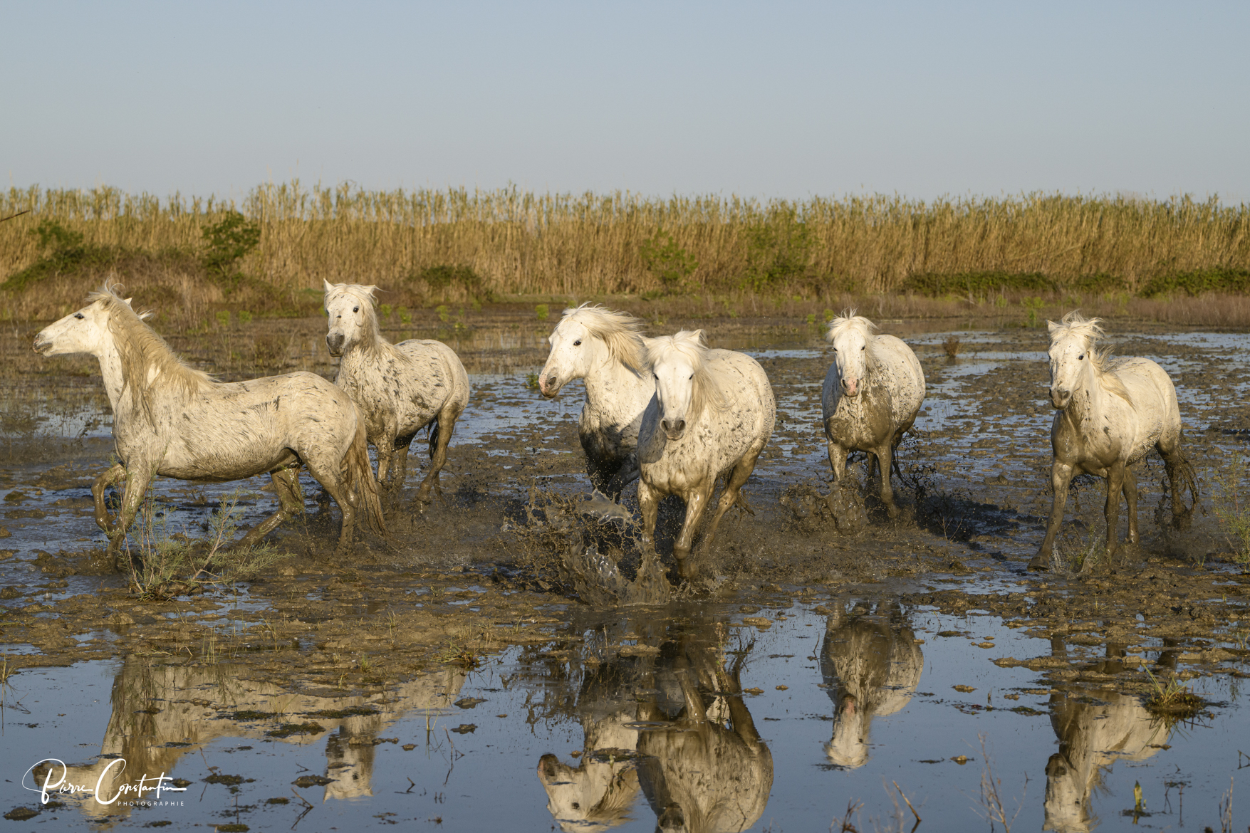 Des chevaux camarguais dans les marais, une image en couleur avec du mouvement
